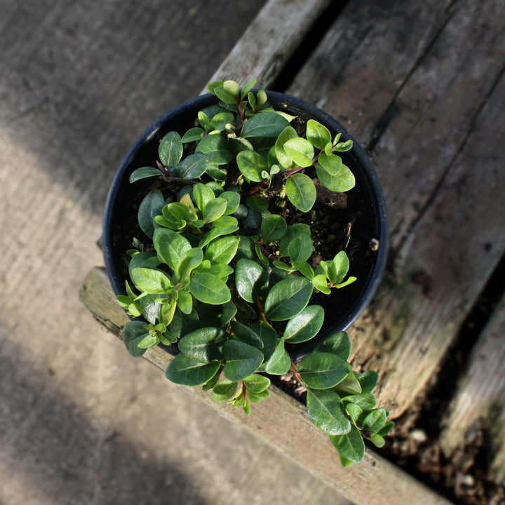 Vinca minor 'Wine' Dwarf Periwinkle, 1 Quart Perennial
