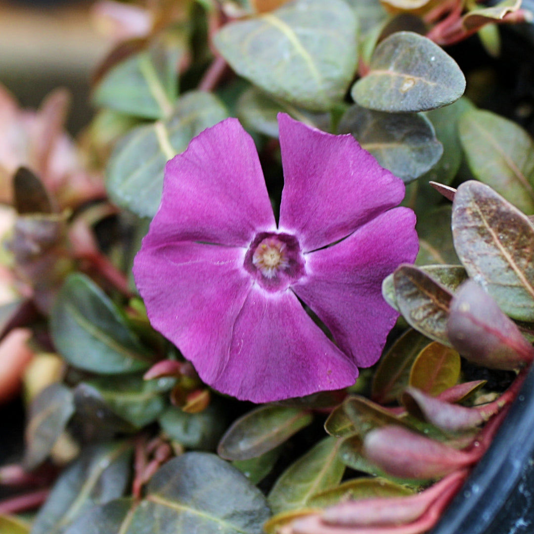 Vinca minor 'Wine' Dwarf Periwinkle, 1 Quart Perennial