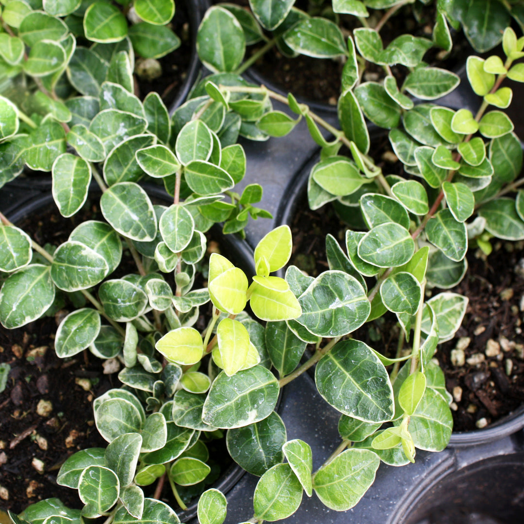 Vinca minor 'Ralph Shugart' Dwarf Periwinkle, 4 Inch Perennial