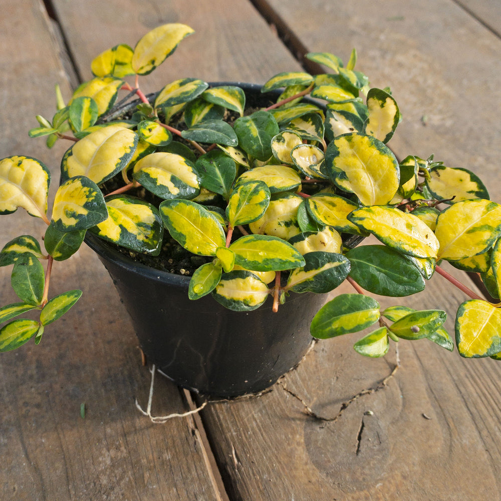 Vinca minor 'Illumination' PP12132 Dwarf Periwinkle, 1 Quart Perennial