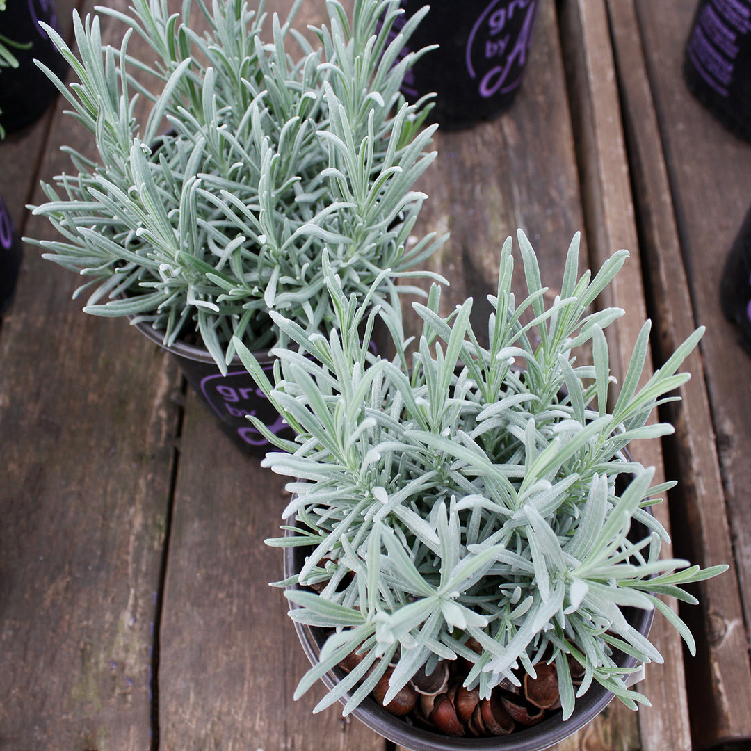 Lavandula x intermedia 'Grosso' Lavandin, 1 Gallon Perennial