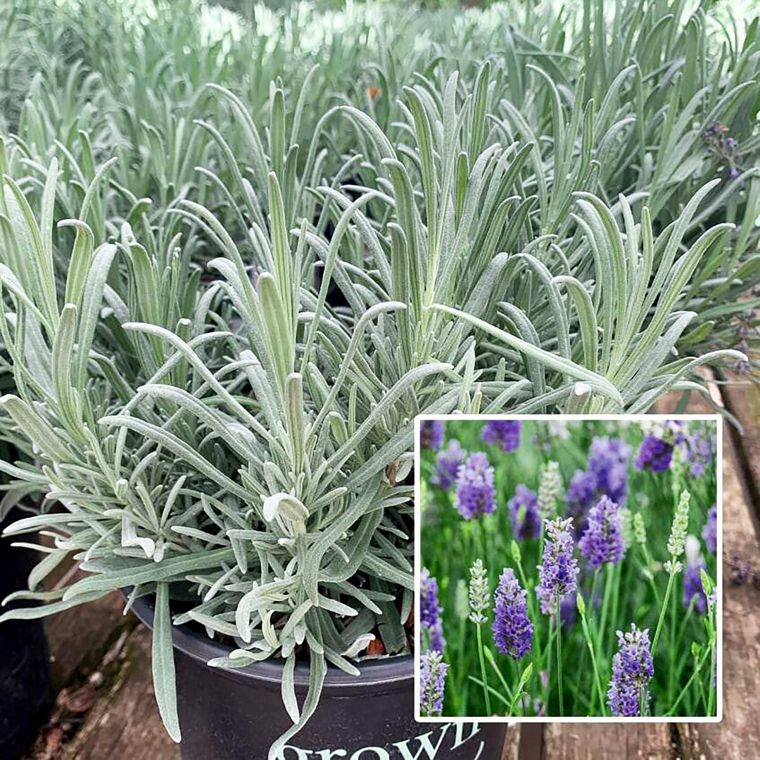 Lavandula x intermedia 'Grosso' Lavandin, 1 Gallon Perennial