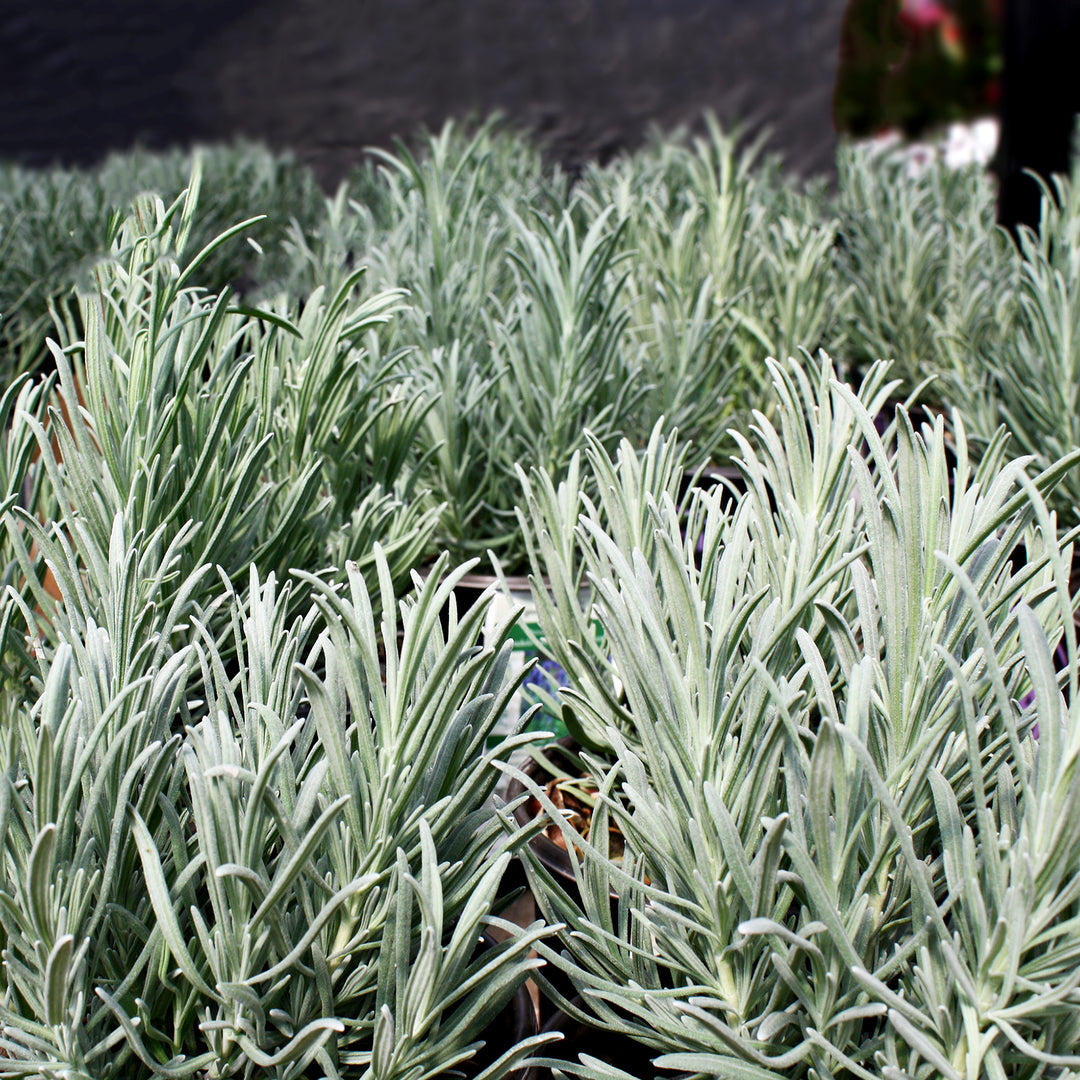 Lavandula x intermedia 'Grosso' Lavandin, 1 Gallon Perennial