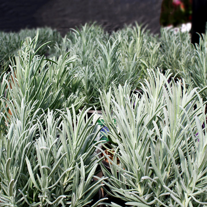 Lavandula x intermedia 'Grosso' Lavandin, 1 Gallon Perennial