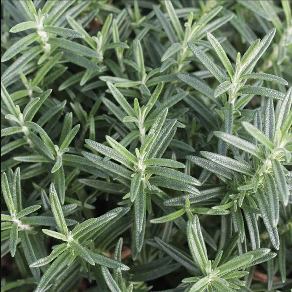 Salvia rosmarinus 'Gorizia' Rosemary, 1 Gallon Perennial