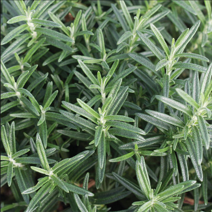 Salvia rosmarinus 'Gorizia' Rosemary, 1 Gallon Perennial