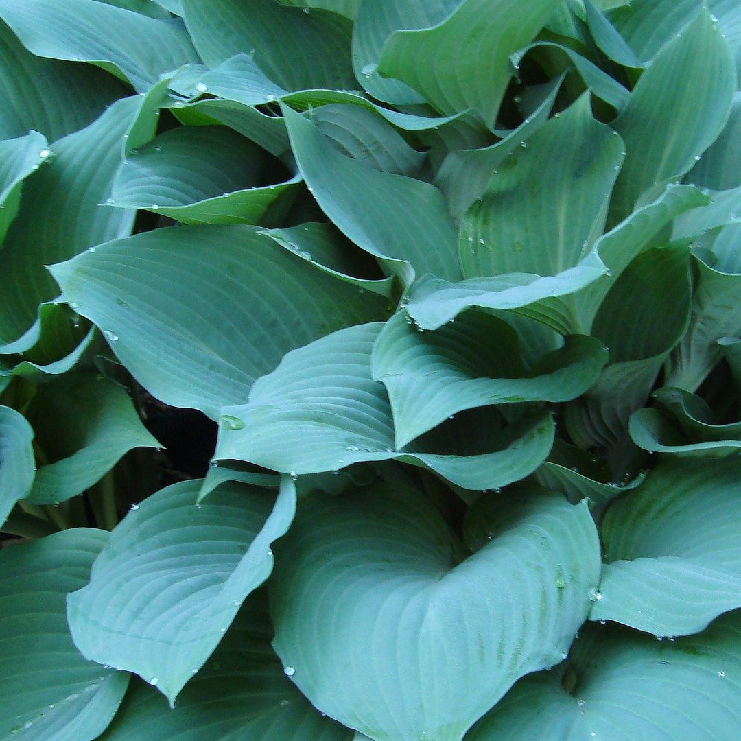 Hosta 'Blue Angel' Hosta, 1 Gallon Perennial