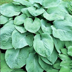 Hosta sieboldiana 'Elegans' Hosta, 1 Gallon Perennial