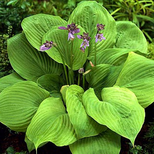 Hosta 'Sum And Substance' Hosta, 1 Gallon Perennial