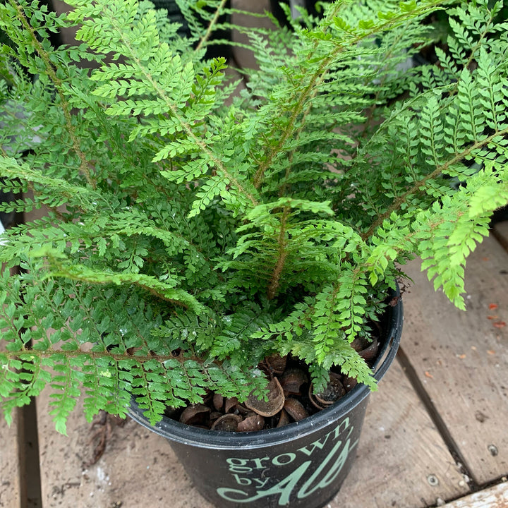 Polystichum setiferum 'Divisilobum' Alaskan Fern, 1 Gallon Perennial