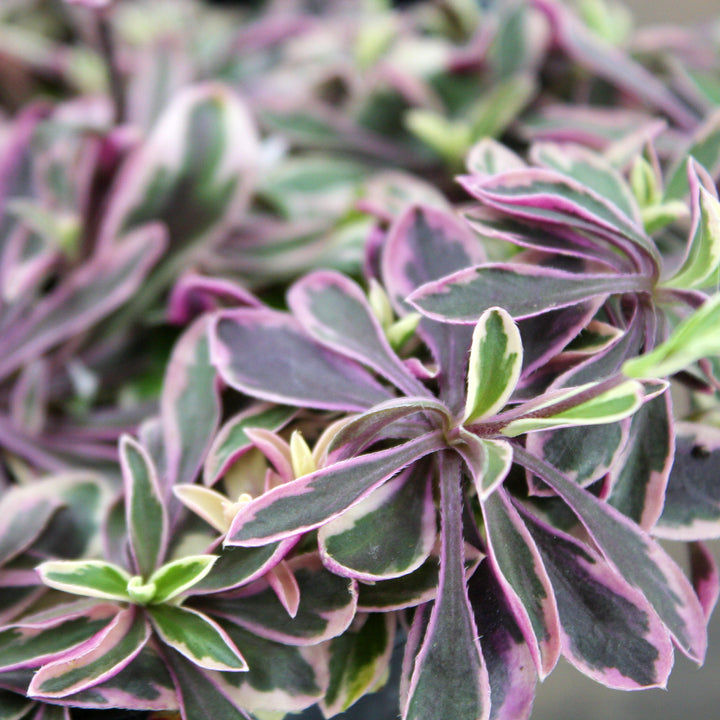 Arabis ferdinandi-coburgi 'Variegata' Rock Cress, 1 Quart Perennial