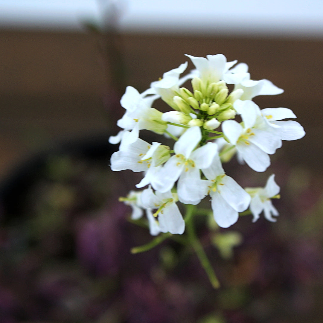 Arabis ferdinandi-coburgi 'Variegata' Rock Cress, 1 Quart Perennial