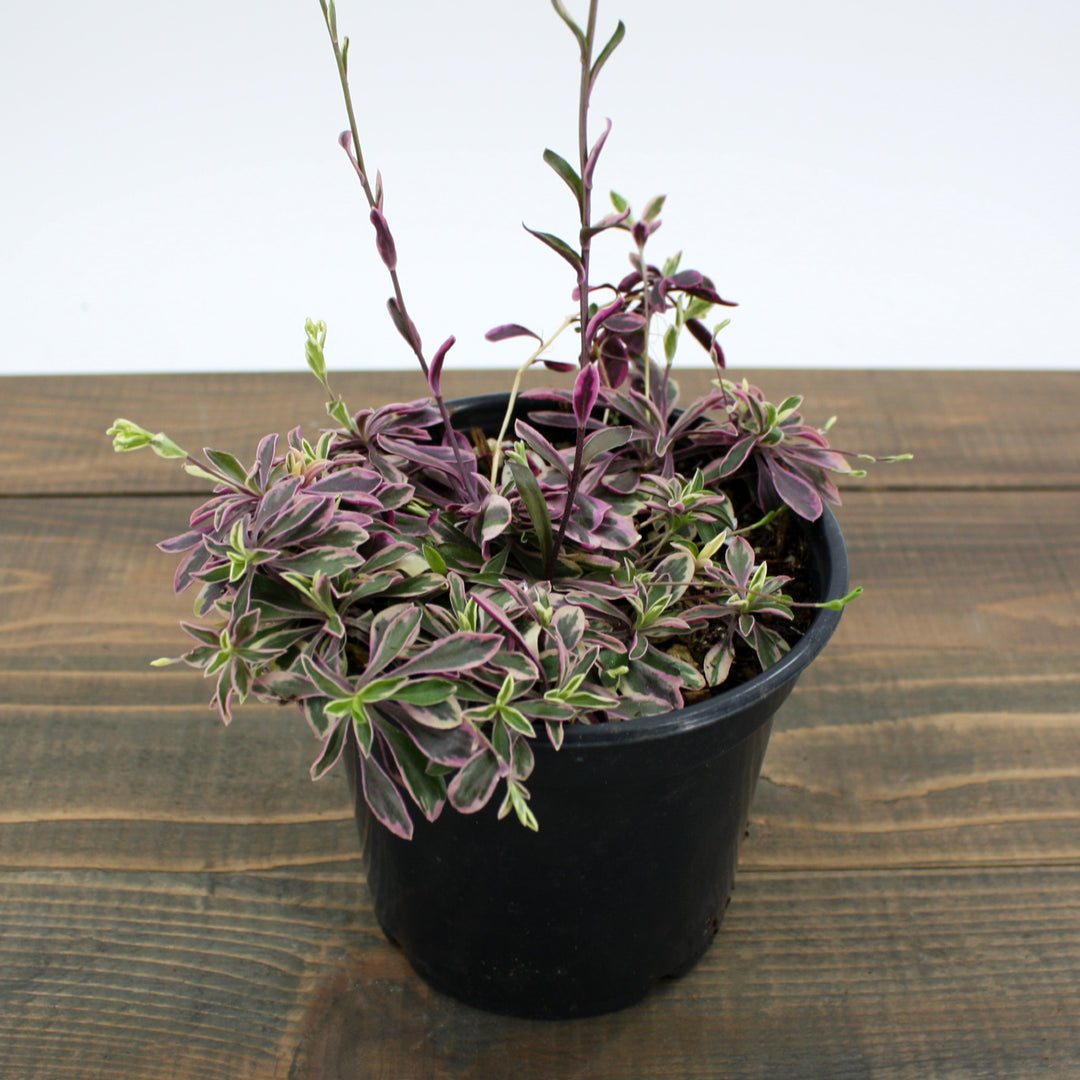 Arabis ferdinandi-coburgi 'Variegata' Rock Cress, 1 Quart Perennial