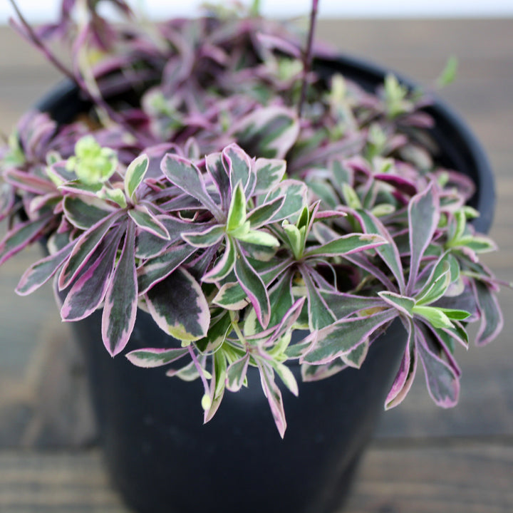 Arabis ferdinandi-coburgi 'Variegata' Rock Cress, 1 Quart Perennial