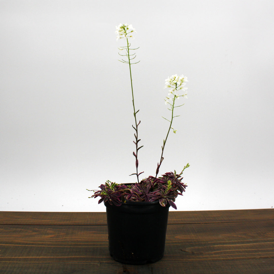 Arabis ferdinandi-coburgi 'Variegata' Rock Cress, 1 Quart Perennial