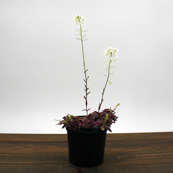 Arabis ferdinandi-coburgi 'Variegata' Rock Cress, 1 Quart Perennial