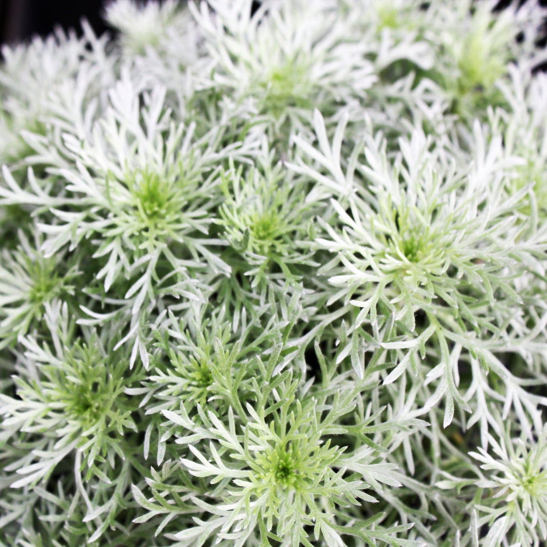 Artemisia schmidtiana 'Silver Mound' Artemisia, 1 Quart Perennial