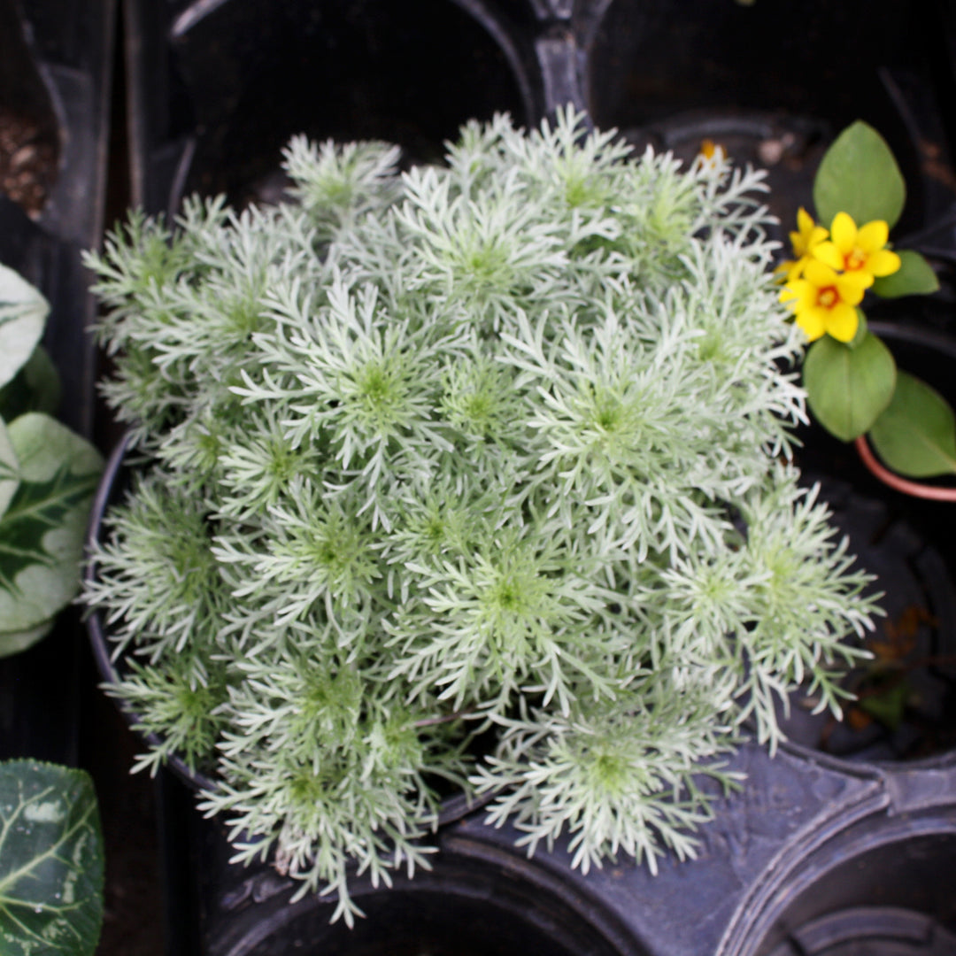 Artemisia schmidtiana 'Silver Mound' Artemisia, 1 Quart Perennial