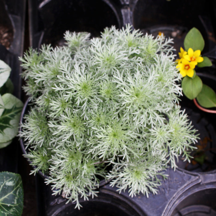 Artemisia schmidtiana 'Silver Mound' Artemisia, 1 Quart Perennial
