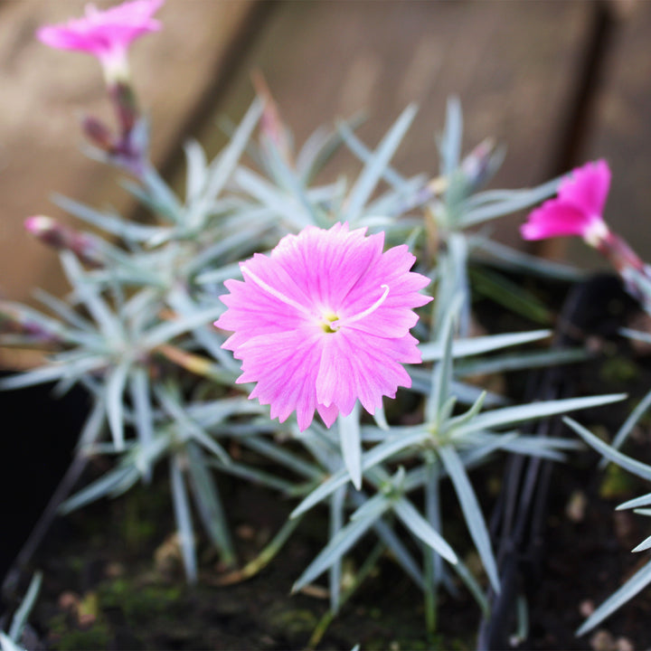 Dianthus caryophyllus 'Firewitch' Carnation, 1 Quart Perennial