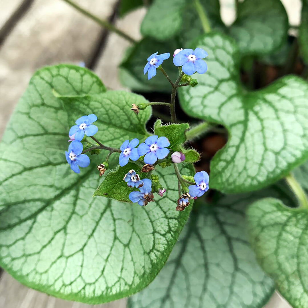 Brunnera macrophylla 'Jack Frost' Heartleaf Brunnera, 1 Gallon Perennial
