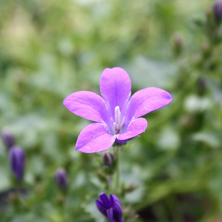 Campanula x 'Birch's Hybrid' Campanula, 1 Gallon Perennial