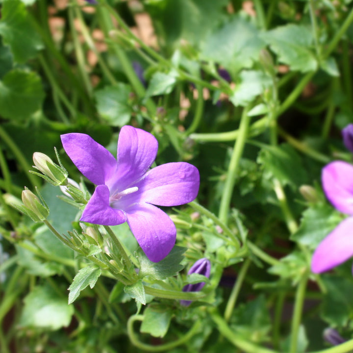 Campanula x 'Birch's Hybrid' Campanula, 1 Gallon Perennial
