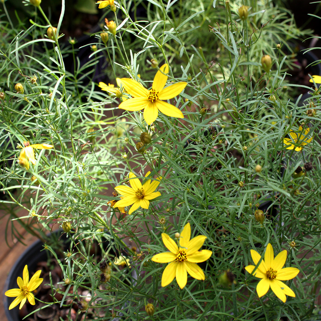 Coreopsis verticillata 'Zagreb' Threadleaf Coreopsis, 1 Gallon Perennial