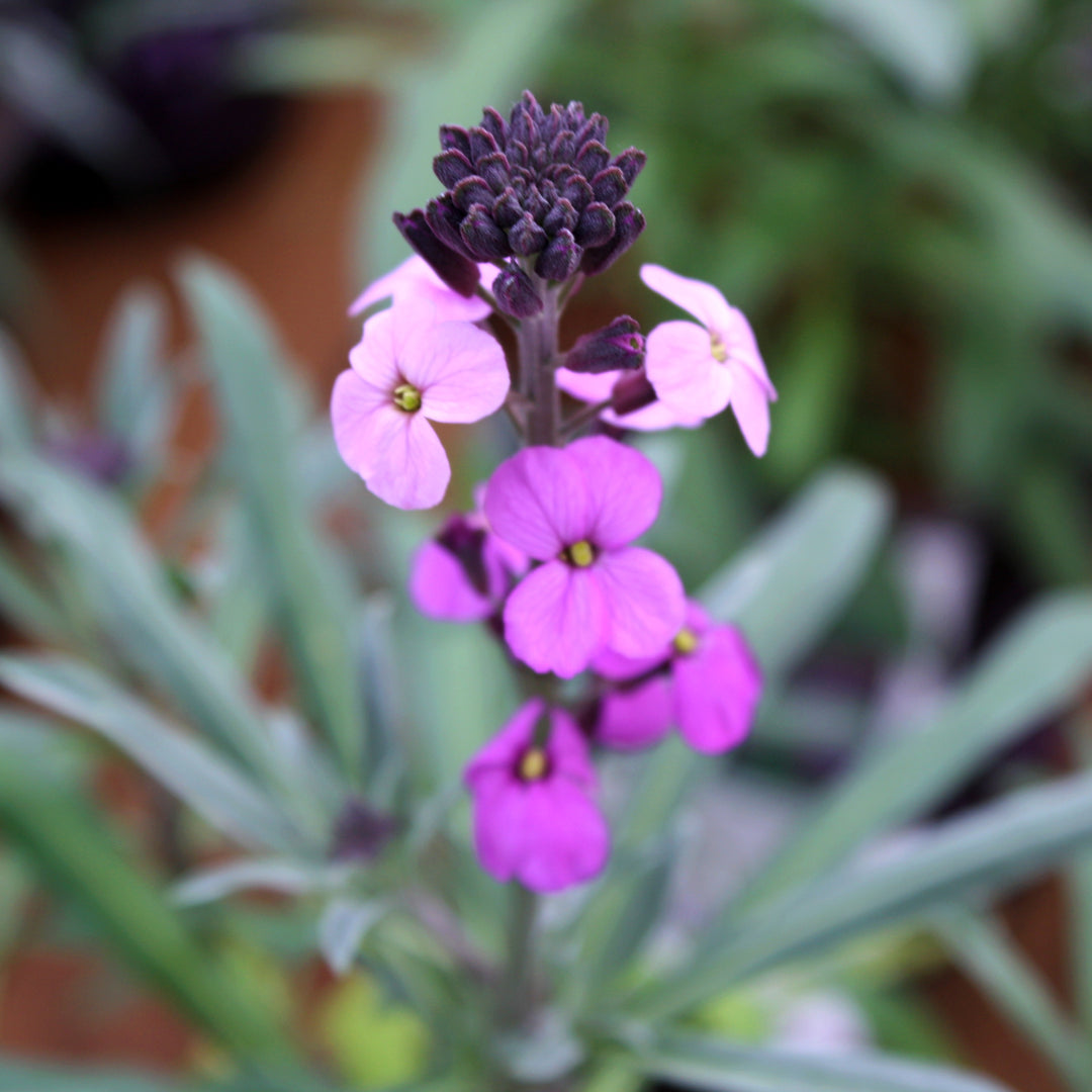 Erysimum x 'Bowles Mauve' Wallflower, 1 Gallon Perennial