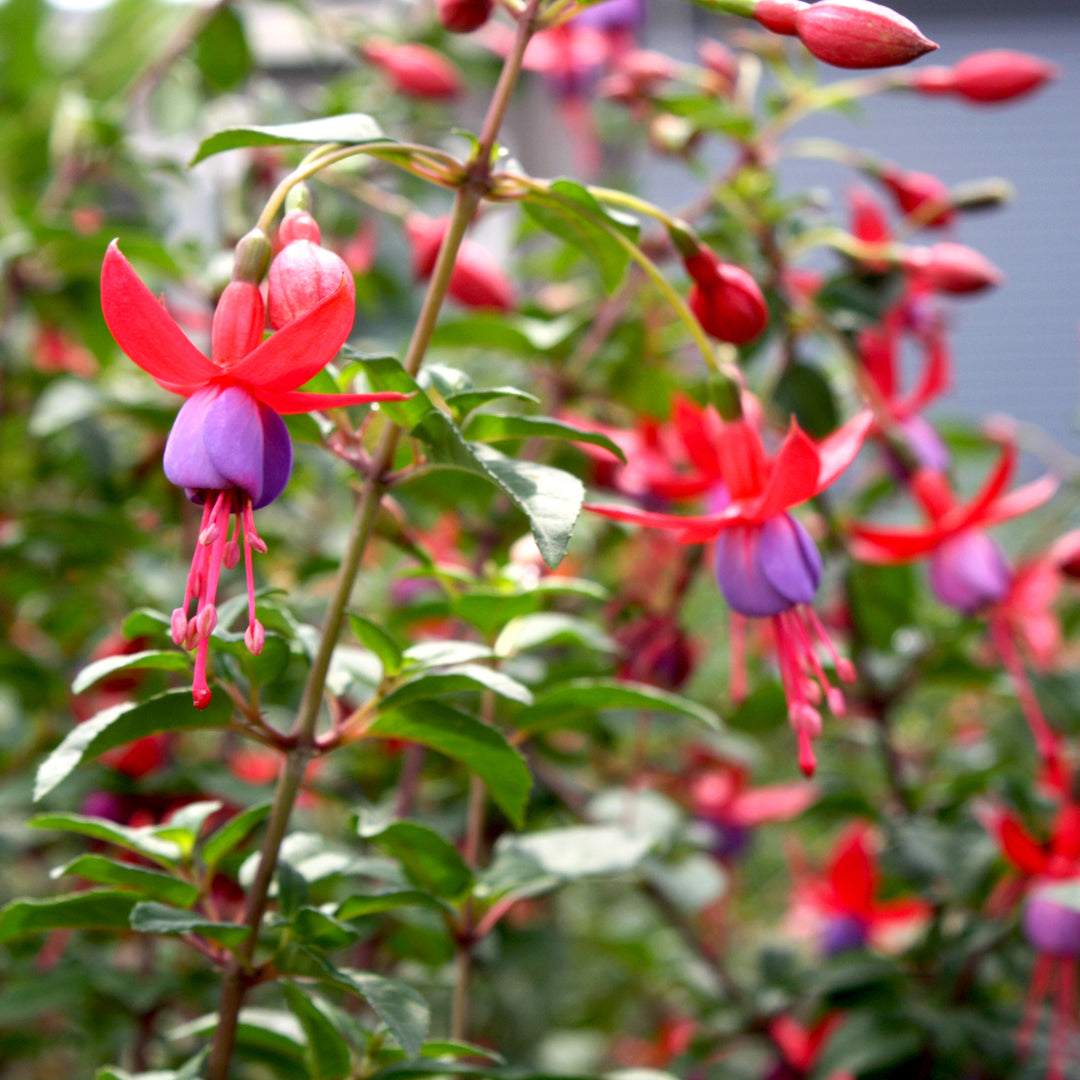 Fuchsia magellanica 'Pat's Dream' Hardy Fuchsia, 1 Gallon Perennial