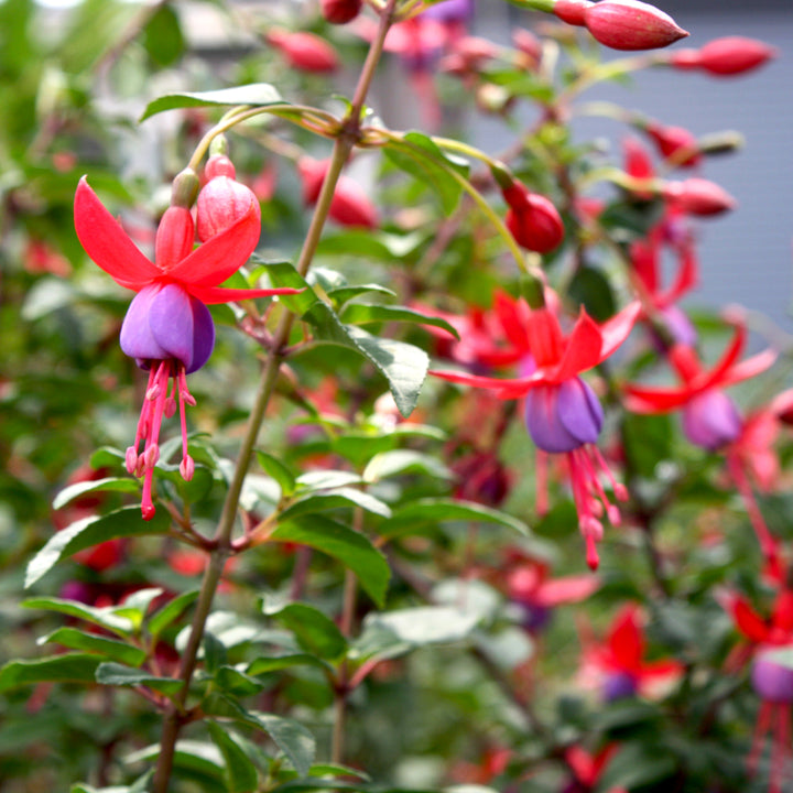 Fuchsia magellanica 'Pat's Dream' Hardy Fuchsia, 1 Gallon Perennial
