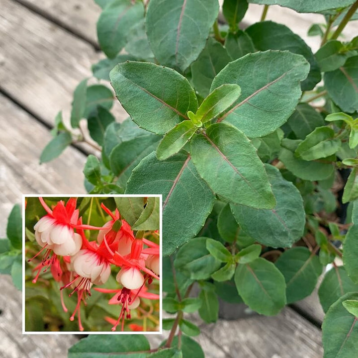 Fuchsia magellanica 'Santa Claus' Hardy Fuchsia, 1 Gallon Perennial