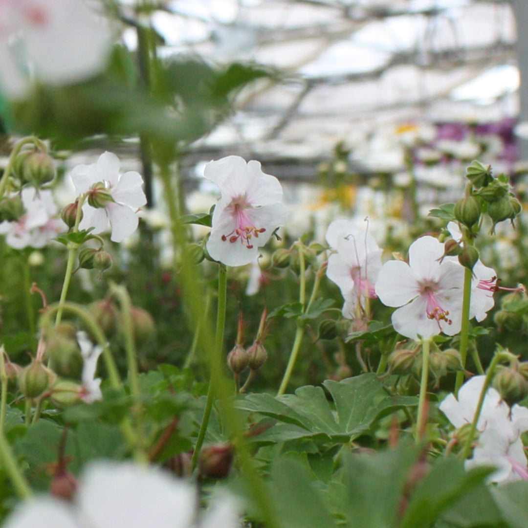 Geranium cantabrigiense 'Biokovo' Hardy Geranium, 1 Gallon Perennial