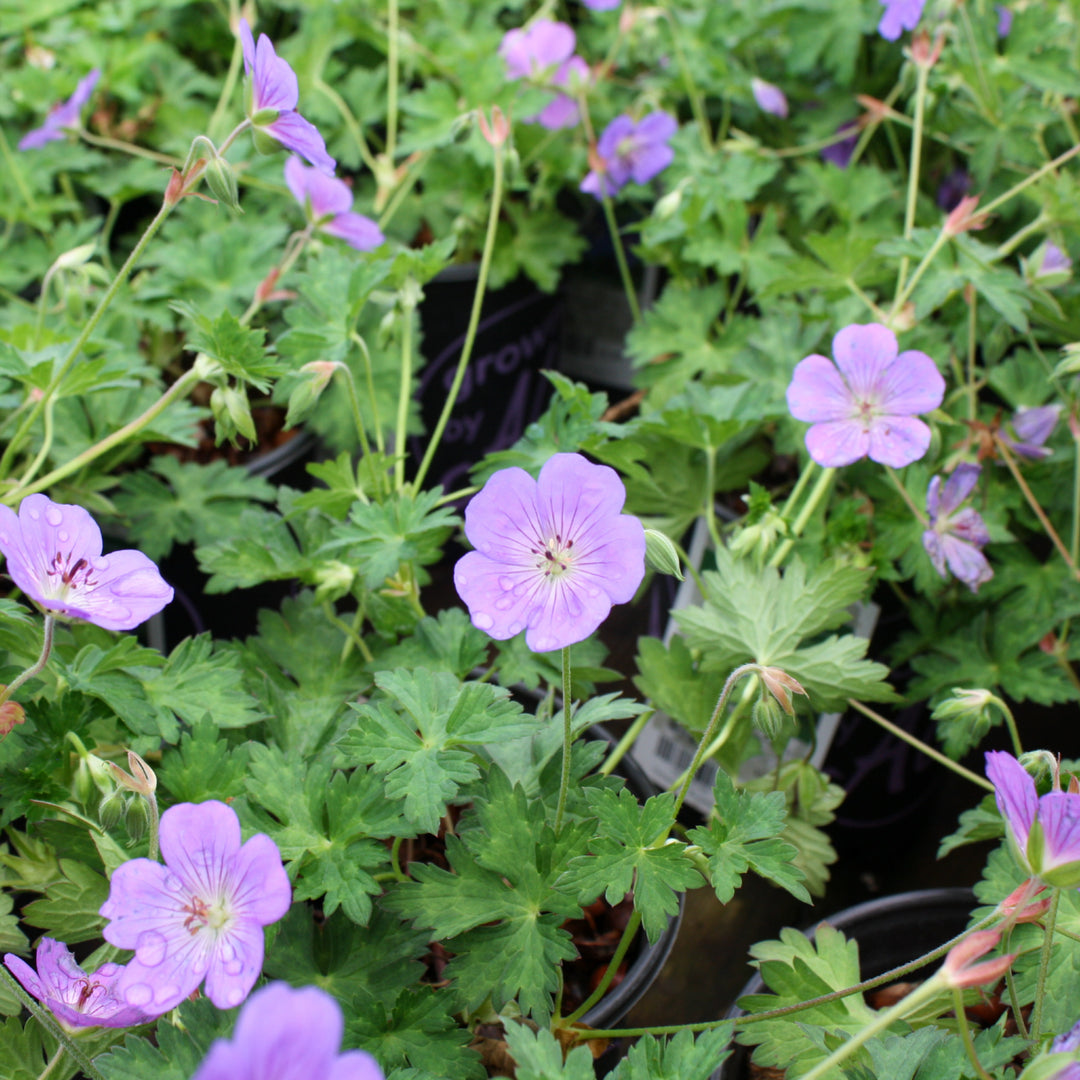 Geranium cantabrigiense 'Rozanne' Hardy Geranium, 1 Gallon Perennial