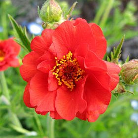Geum flora plena 'Blazing Sunset' Geum, 1 Gallon Perennial