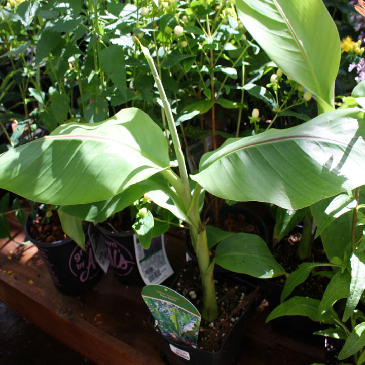 Musa basjoo Japanese Fiber Banana, 1 Gallon Perennial