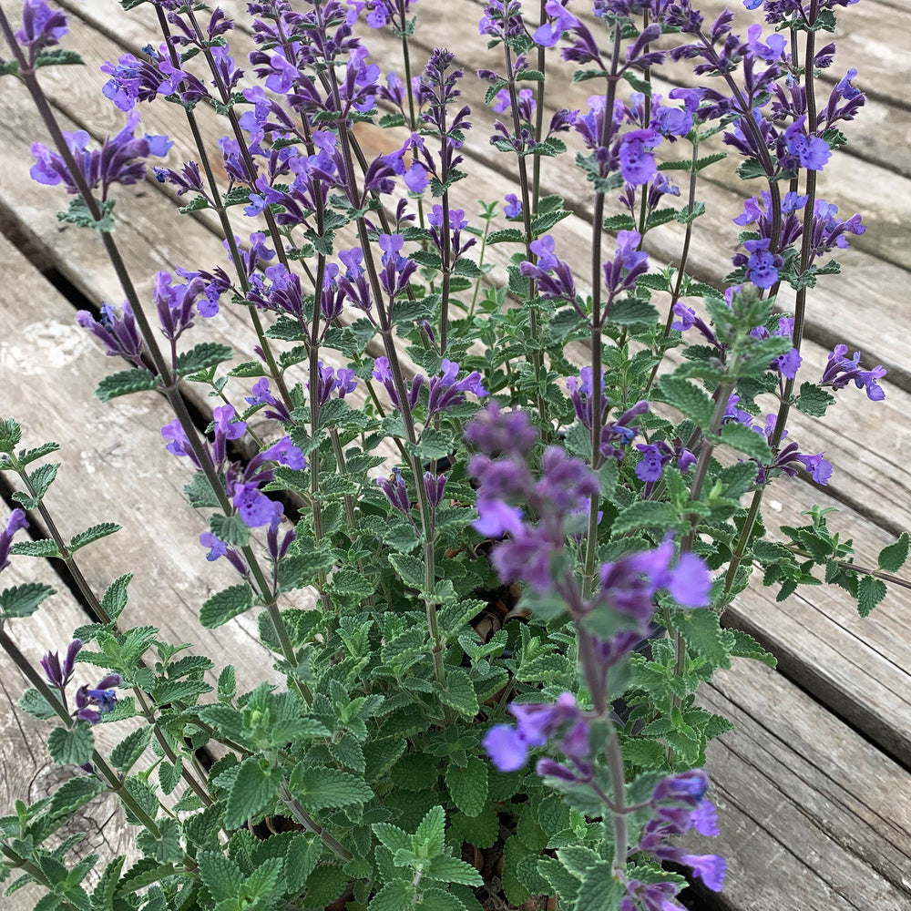 Nepeta racemosa 'Walker's Low' Catmint, 1 Gallon Perennial