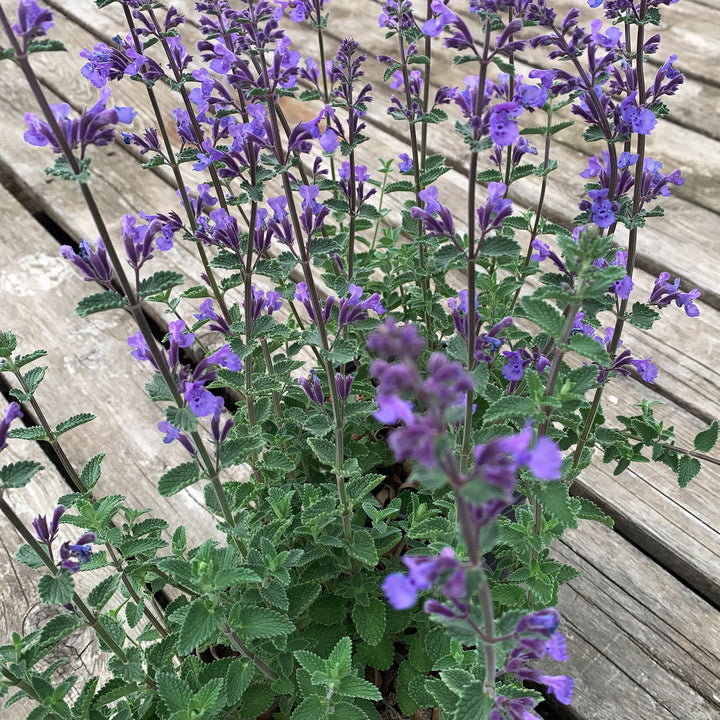 Nepeta racemosa 'Walker's Low' Catmint, 1 Gallon Perennial