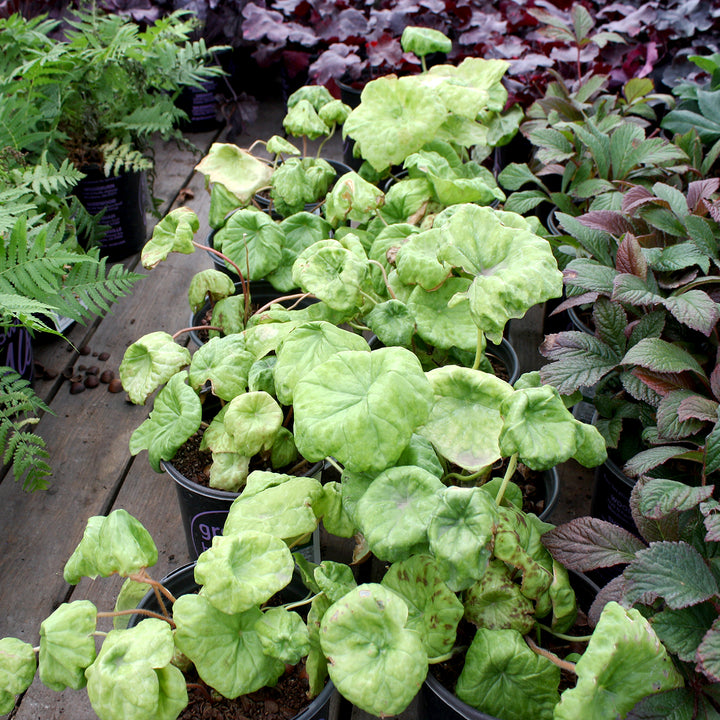 Podophyllum 'Spotty Dotty' Chinese Mayapple, 1 Gallon Perennial