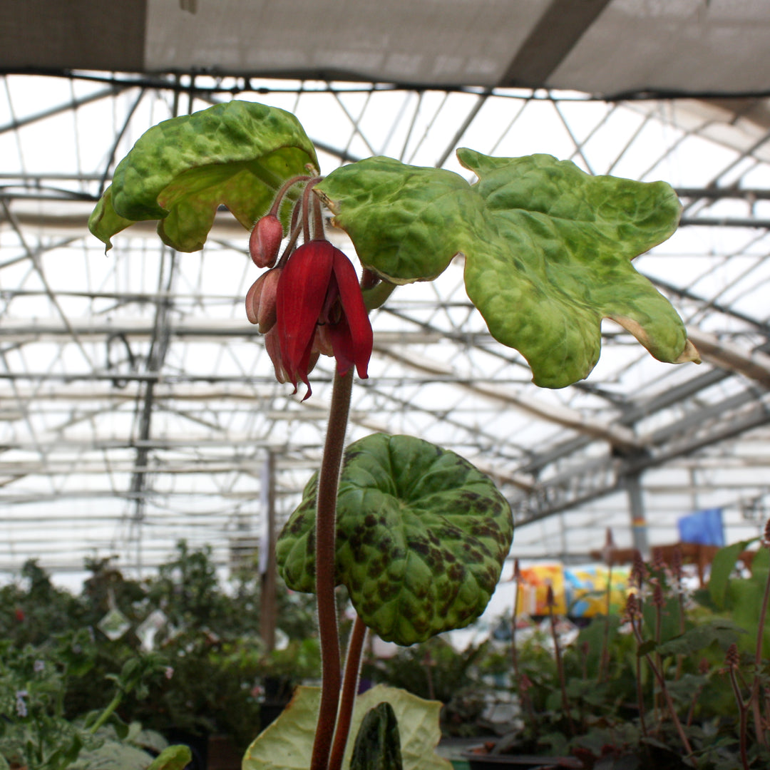 Podophyllum 'Spotty Dotty' Chinese Mayapple, 1 Gallon Perennial