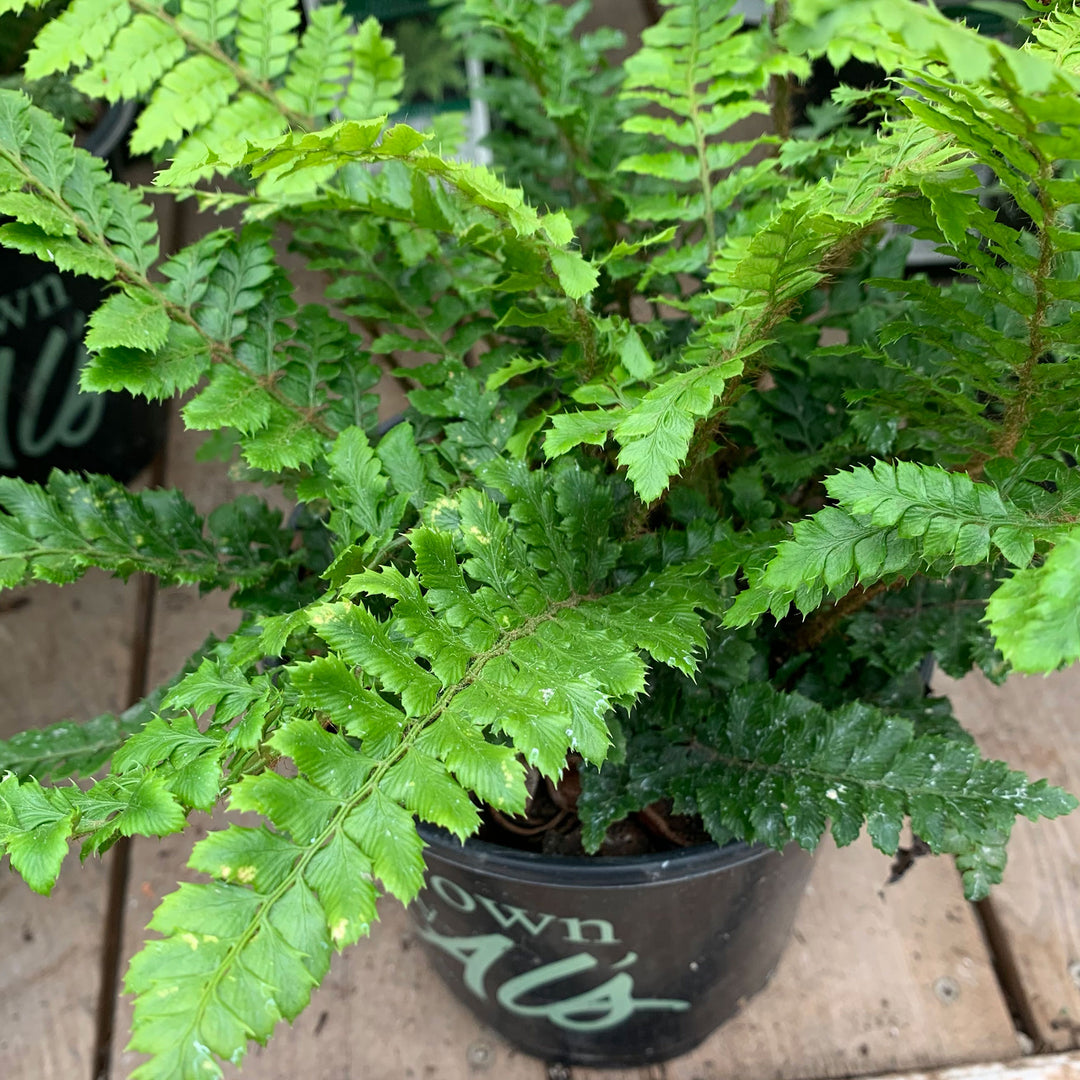 Polystichum polyblepharum Tassel Fern, 1 Gallon Perennial