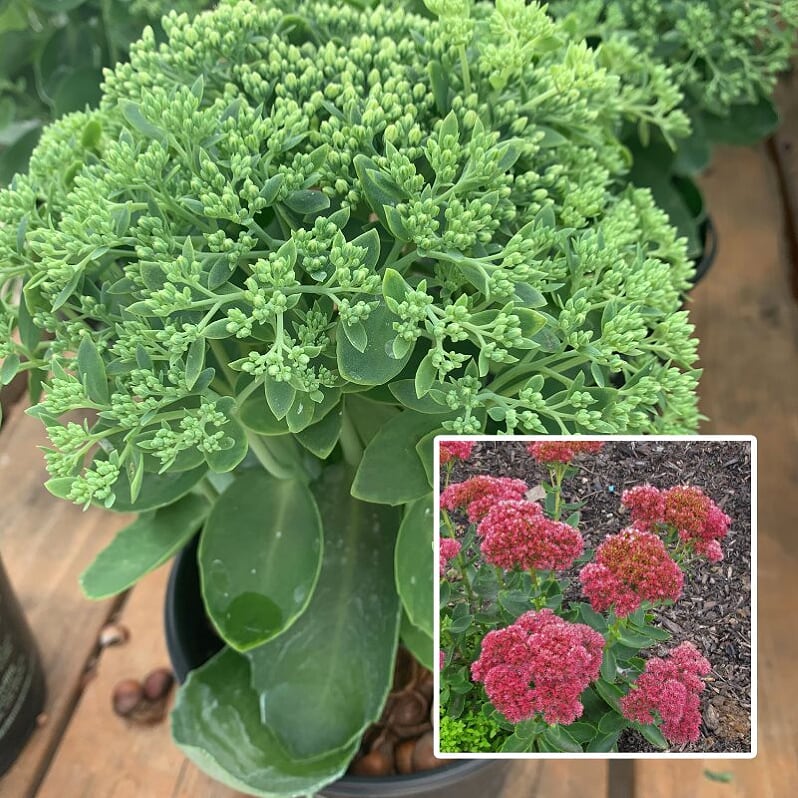 Hylotelephium spectabile 'Autumn Fire' Autumn Joy Tall Sedum, 1 Gallon Perennial