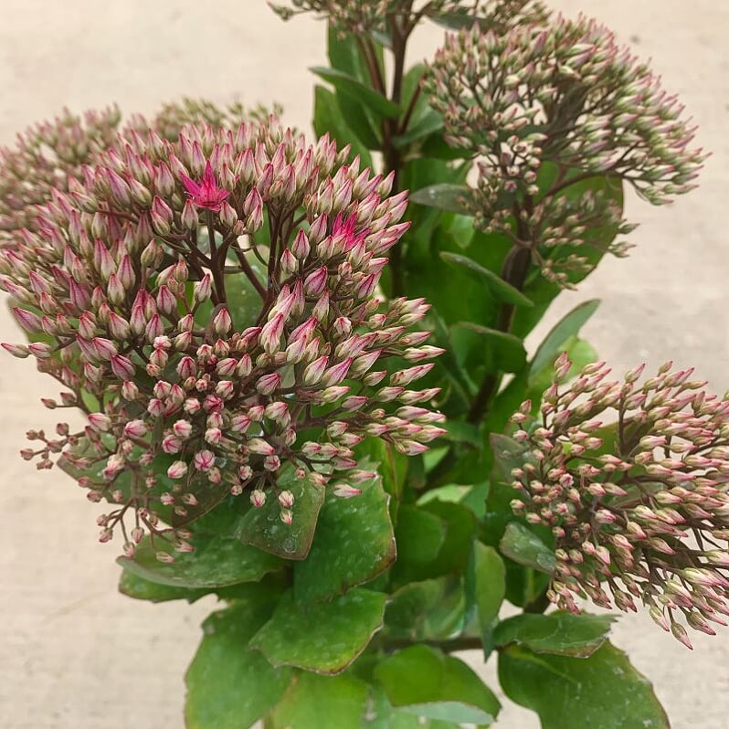 Hylotelephium spectabile 'Autumn Fire' Autumn Joy Tall Sedum, 1 Gallon Perennial