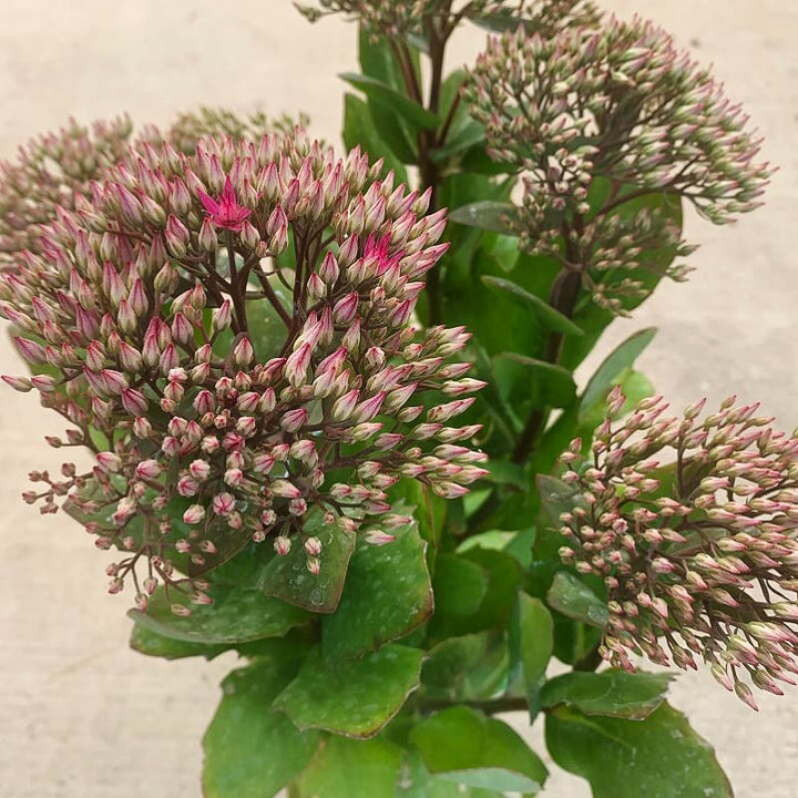 Hylotelephium spectabile 'Autumn Fire' Autumn Joy Tall Sedum, 1 Gallon Perennial