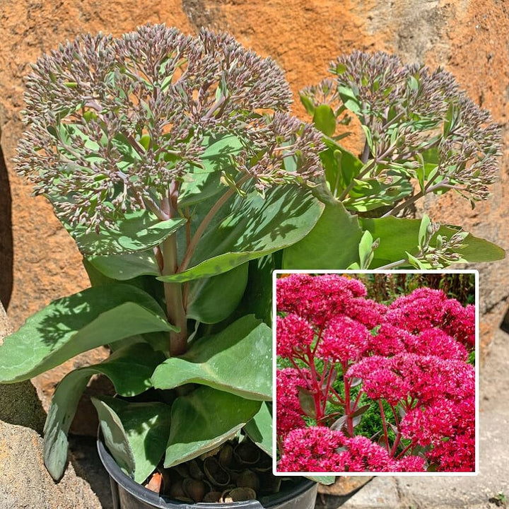 Hylotelephium spectabile 'Autumn Fire' Autumn Joy Tall Sedum, 1 Gallon Perennial