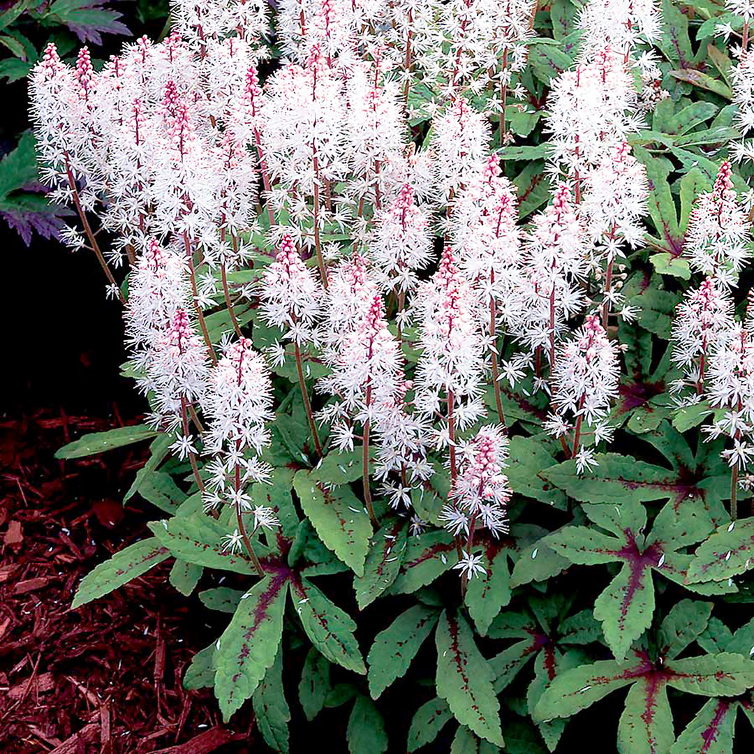 Tiarella cordifolia 'Spring Symphony' Foam Flower, 1 Gallon Perennial