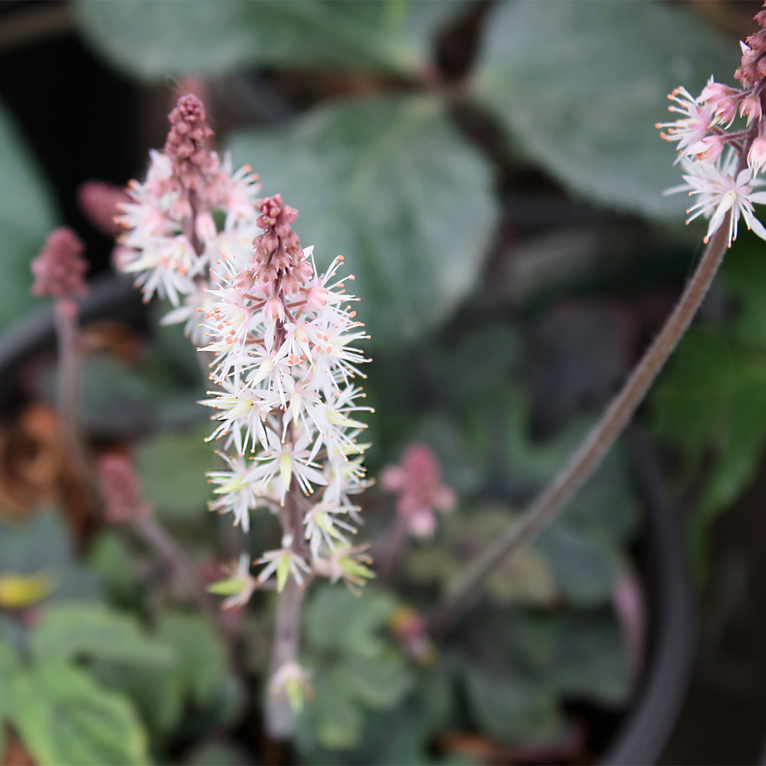 Tiarella cordifolia 'Spring Symphony' Foam Flower, 1 Gallon Perennial