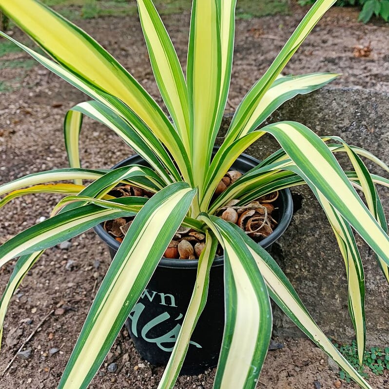 Yucca filamentosa 'Color Guard' Yucca, 1 Gallon Perennial
