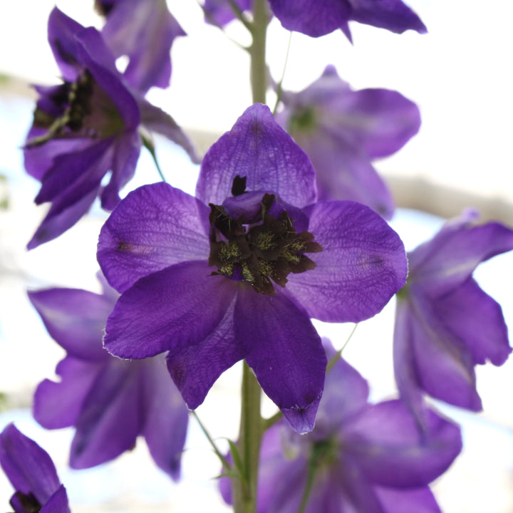 Delphinium elatum 'Black Knight' Alpine Delphinium, 2 Gallon Perennial