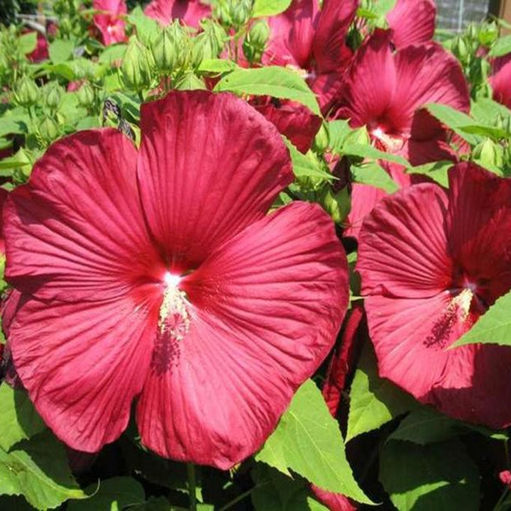 Hibiscus moscheutos 'PAS537702' Luna™ Red Hardy Hibiscus, 2 Gallon Perennial
